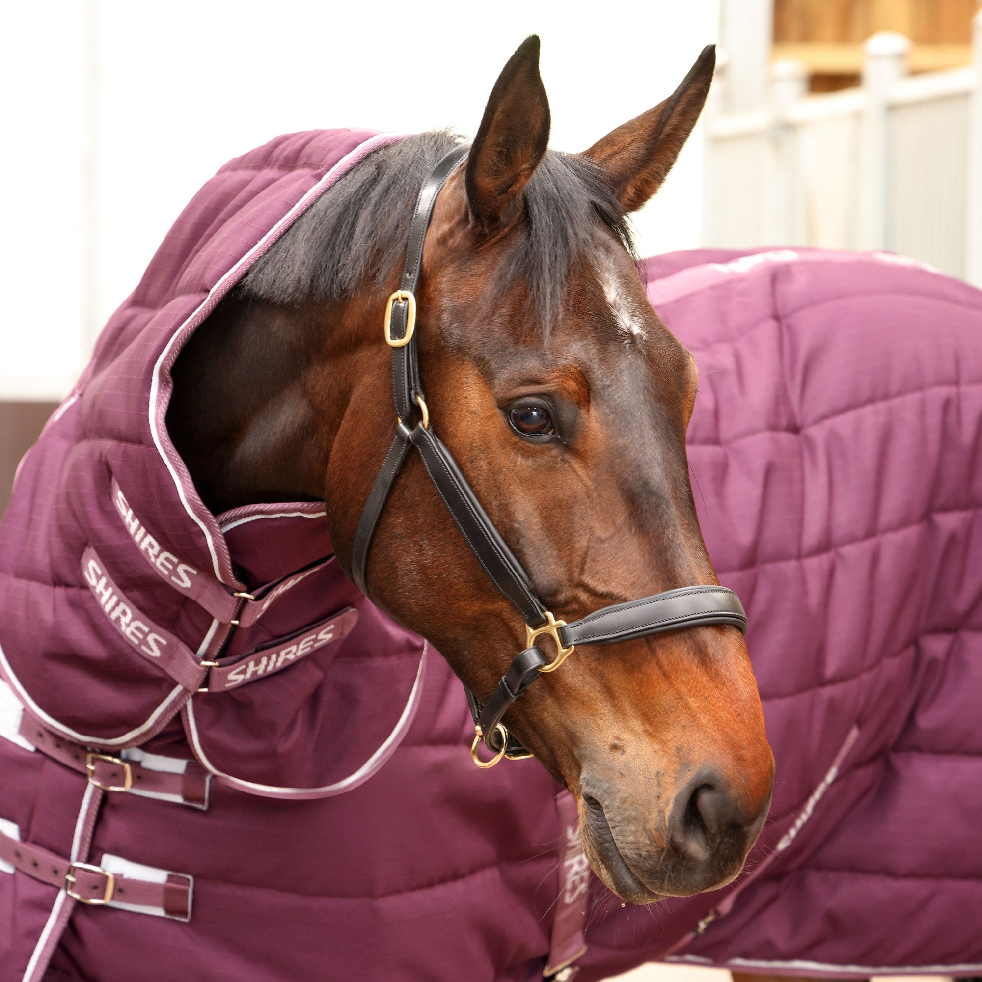 Tempest Original Stable Rug & Neck 300 g