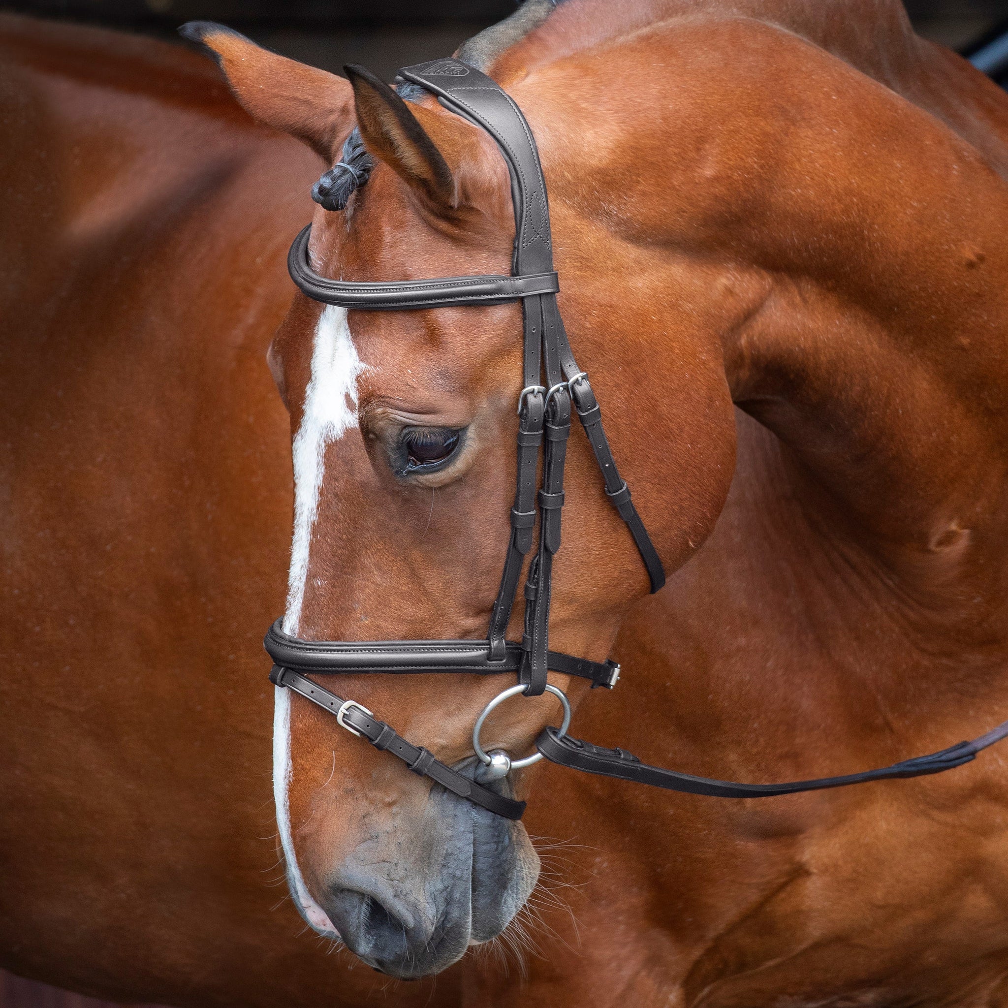 Velociti RAPIDA Padded Raised Flash Bridle