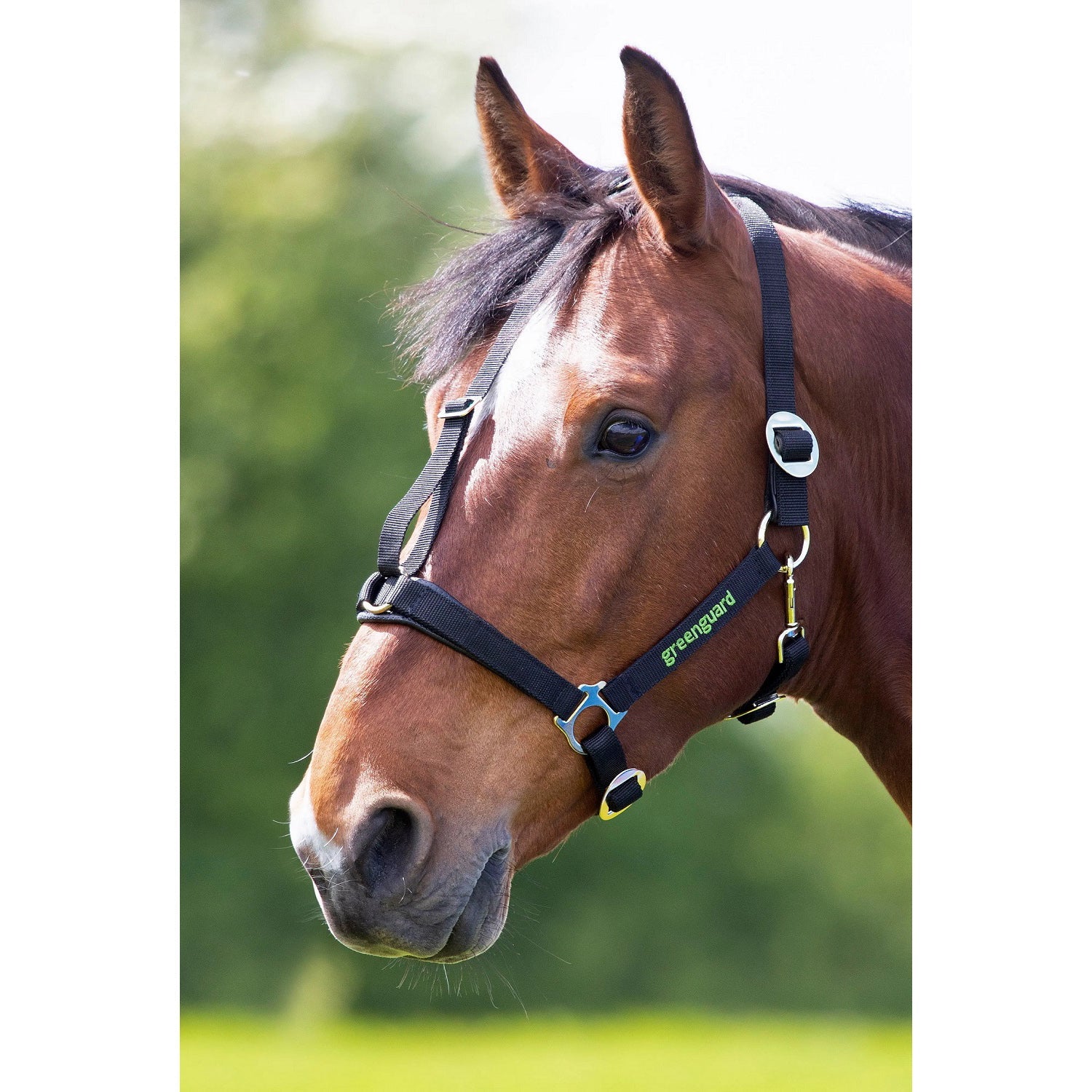 Greenguard Horse Headcollar