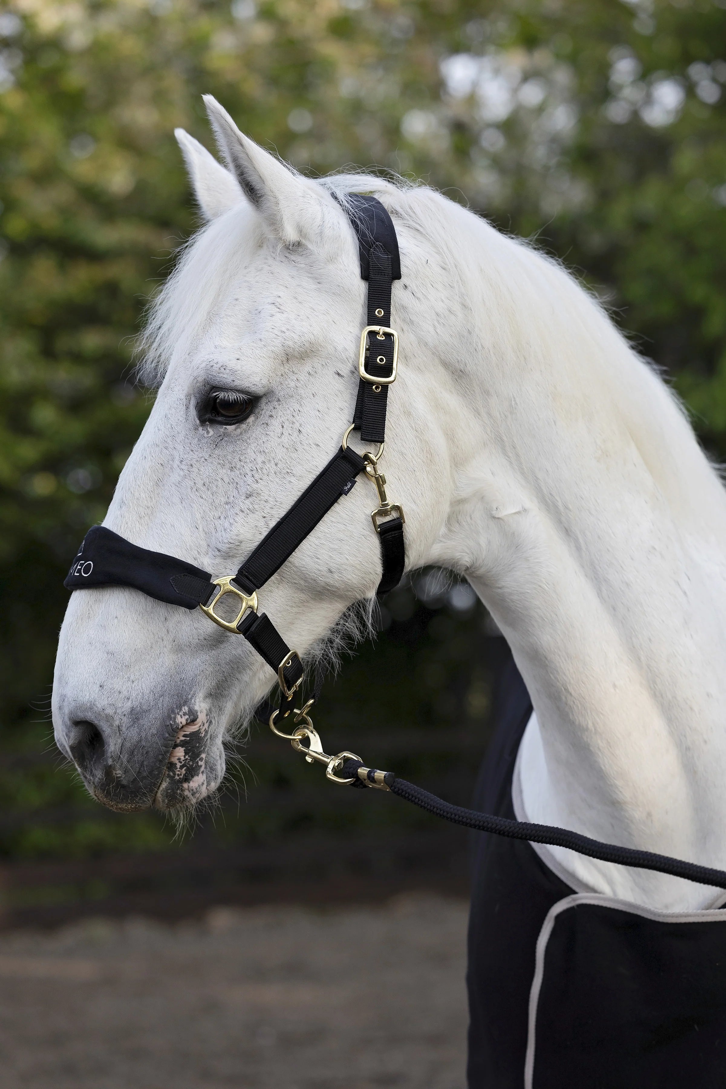Cameo Suede Elite Headcollar & Leadrope