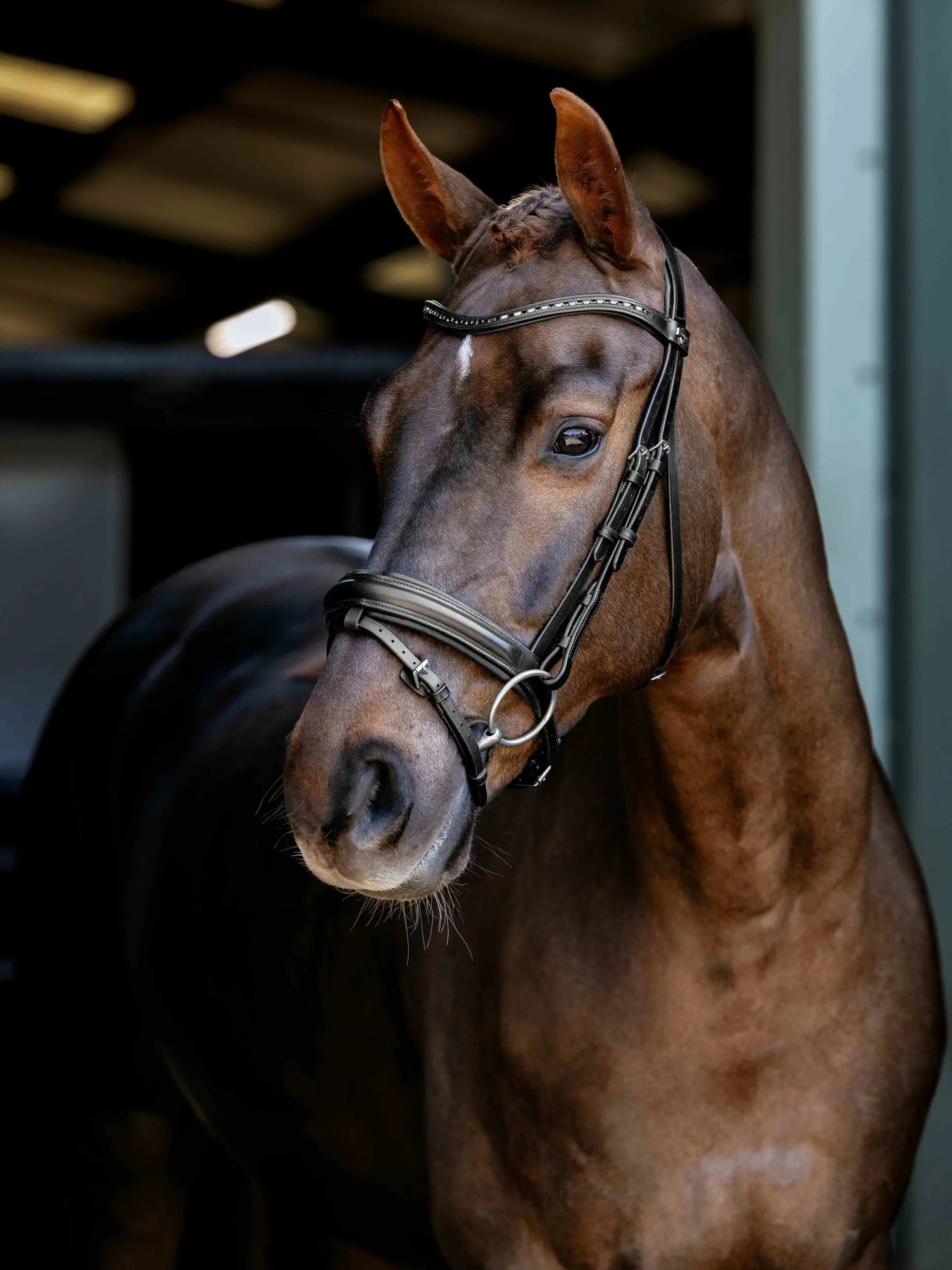Lemieux Anatomic Arika Dressage Bridle