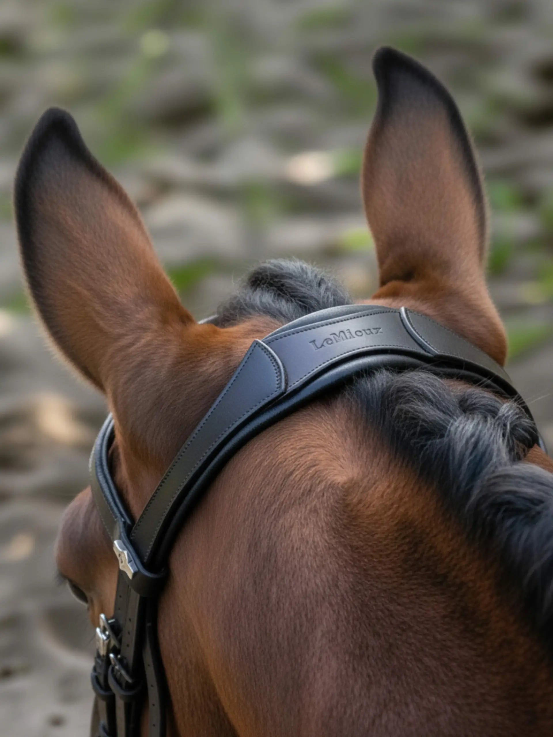Lemieux Anatomic Arika Dressage Bridle