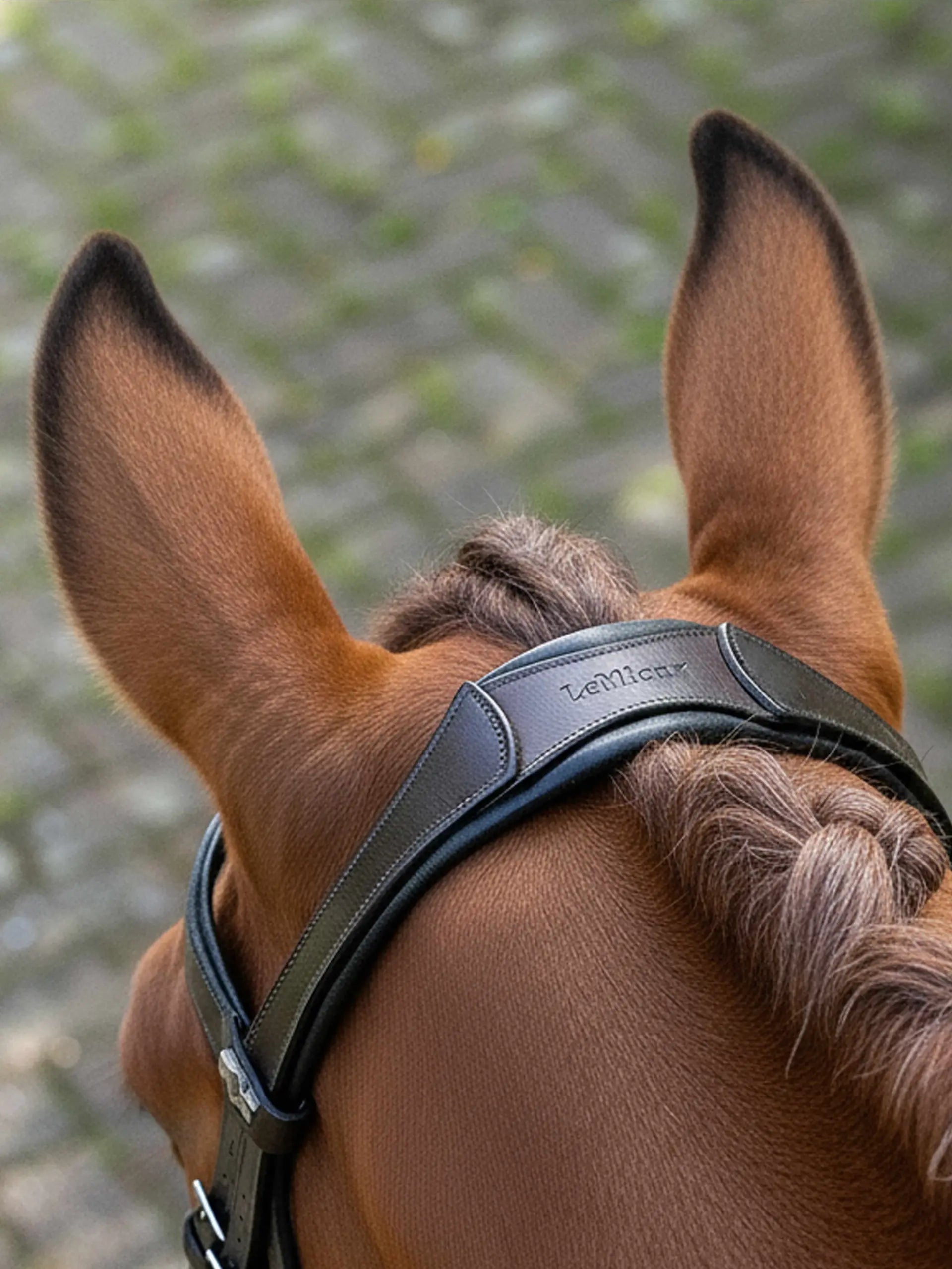 Lemieux Anatomic Arika Dressage Bridle