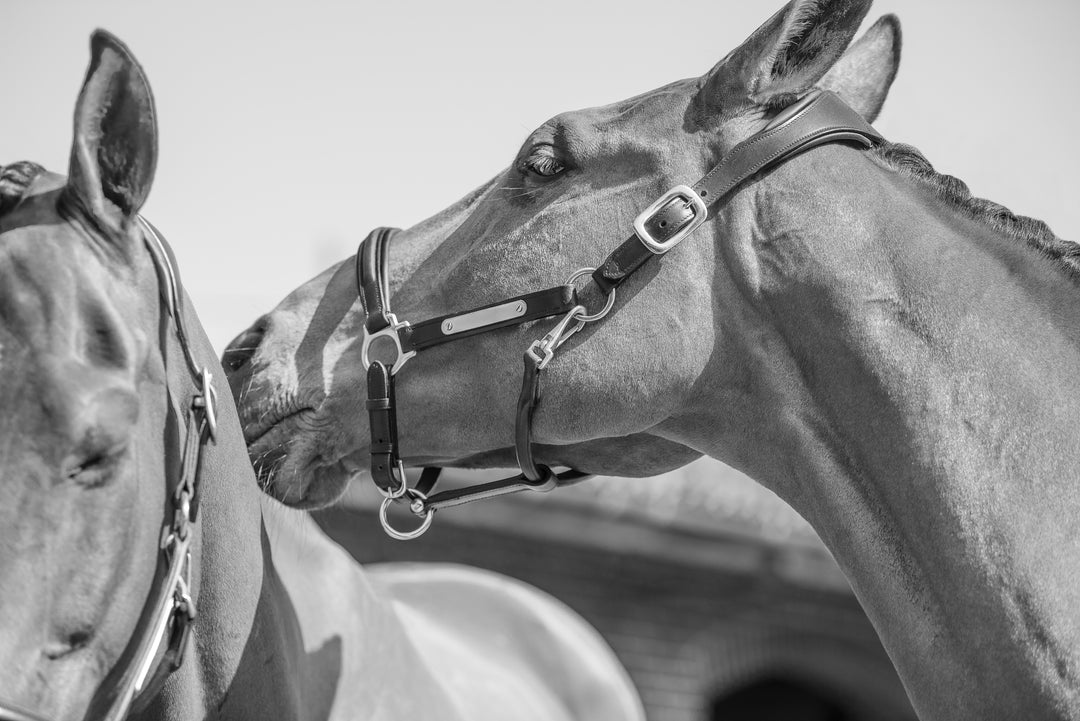 Henry James Comfort 3D Air Headcollar