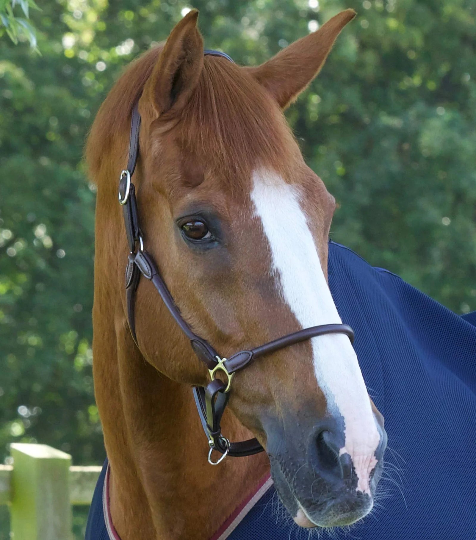 Premier Equine Hennaroso Rolled Anatomic Leather Headcollar