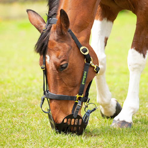 Greenguard Horse Muzzle Medium