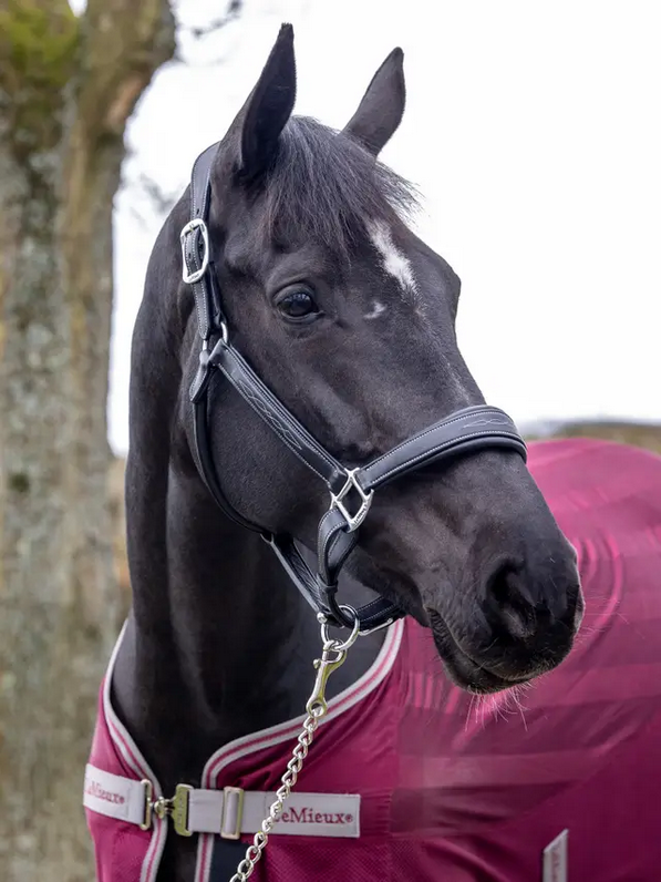 Le Mieux Stitched Leather Headcollar
