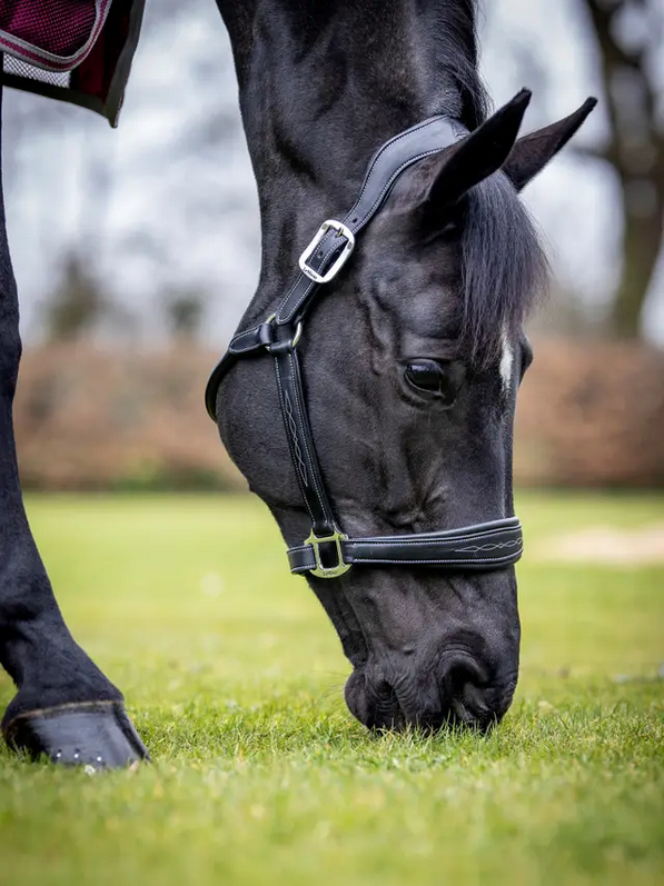 Le Mieux Stitched Leather Headcollar