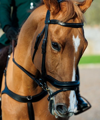 Ecorider Seamfree Anatomic Bridle