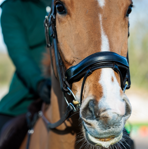 Ecorider Seamfree Anatomic Bridle