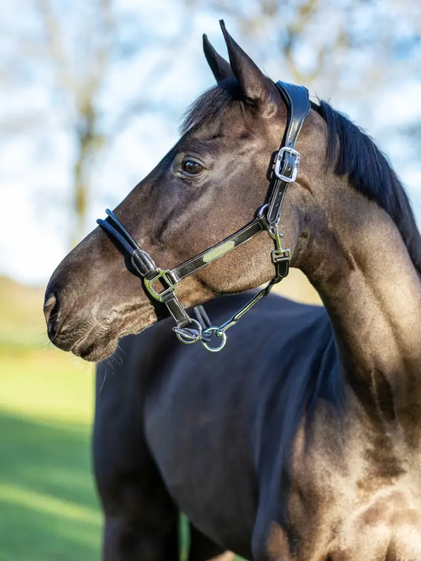 Lemieux Rope Control Headcollar