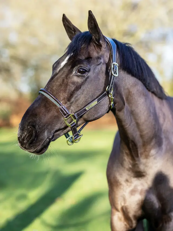 Lemieux Rope Control Headcollar