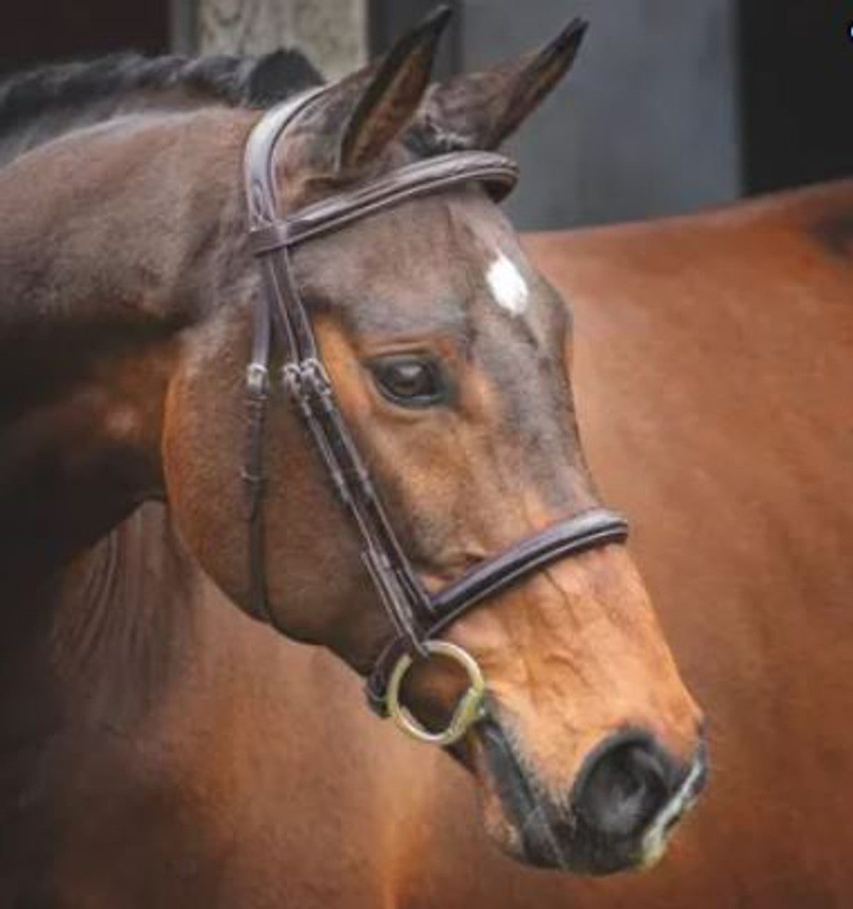 Lusso Hunter Cavesson Bridle