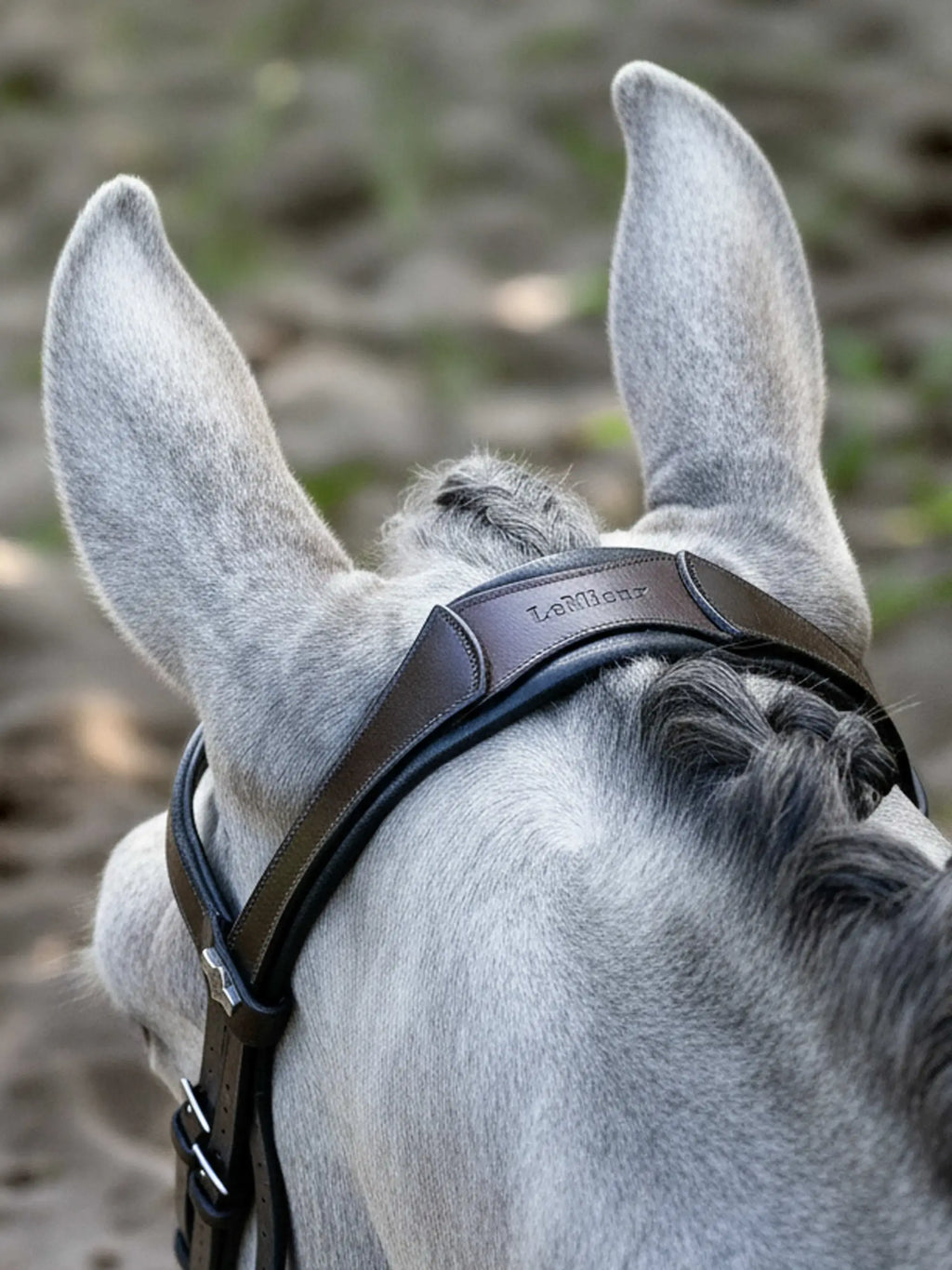 Lemieux Anatomic Arika Cavesson Bridle