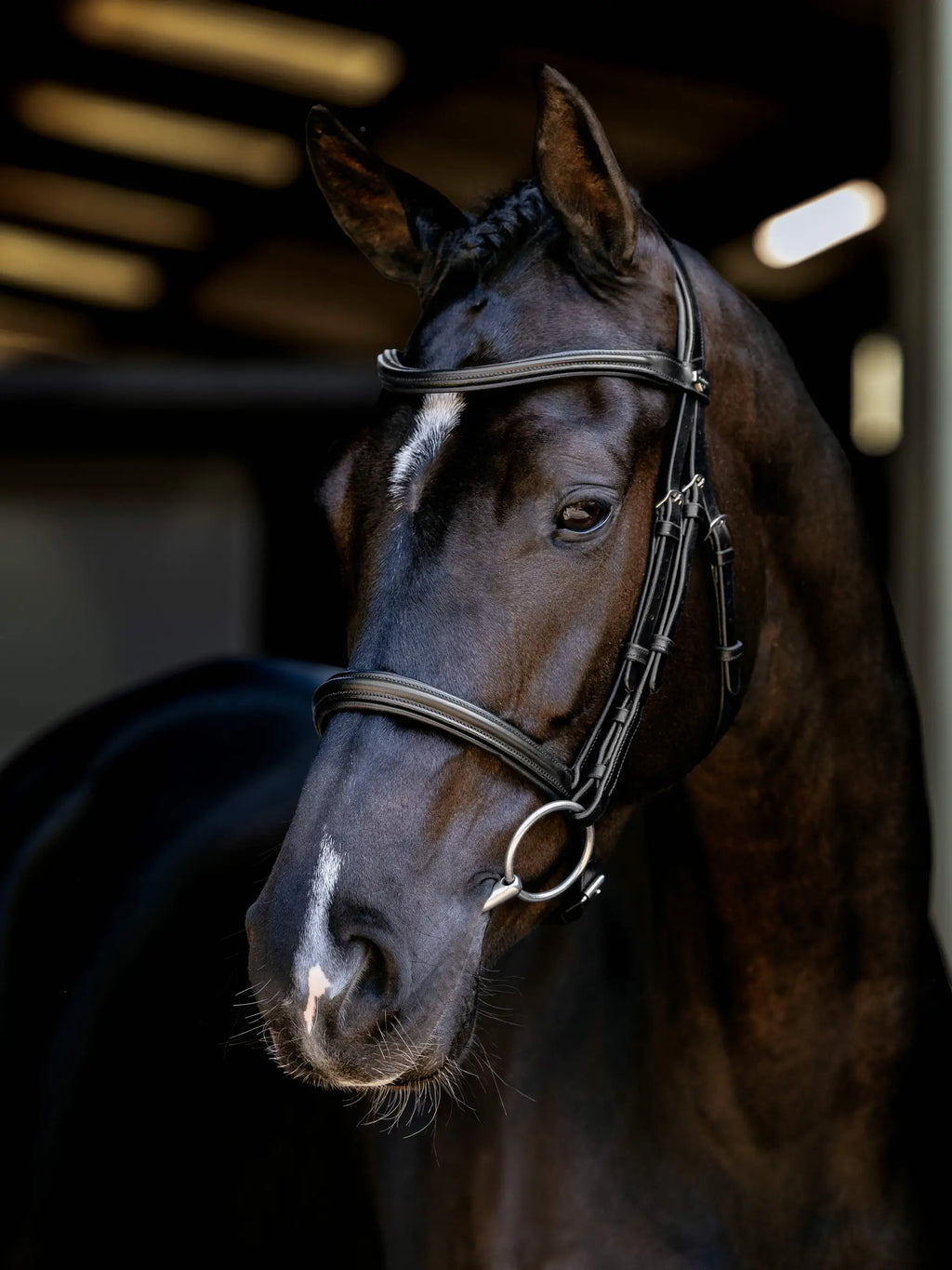 Lemieux Anatomic Arika Cavesson Bridle