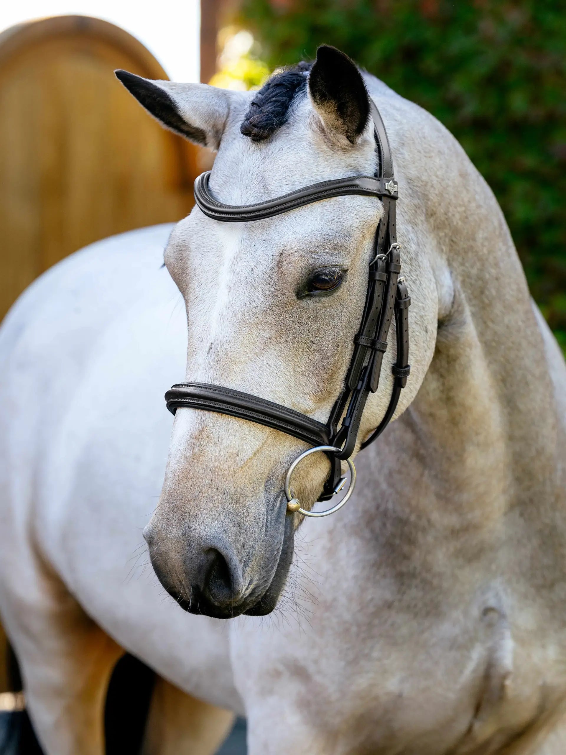 Lemieux Anatomic Arika Cavesson Bridle