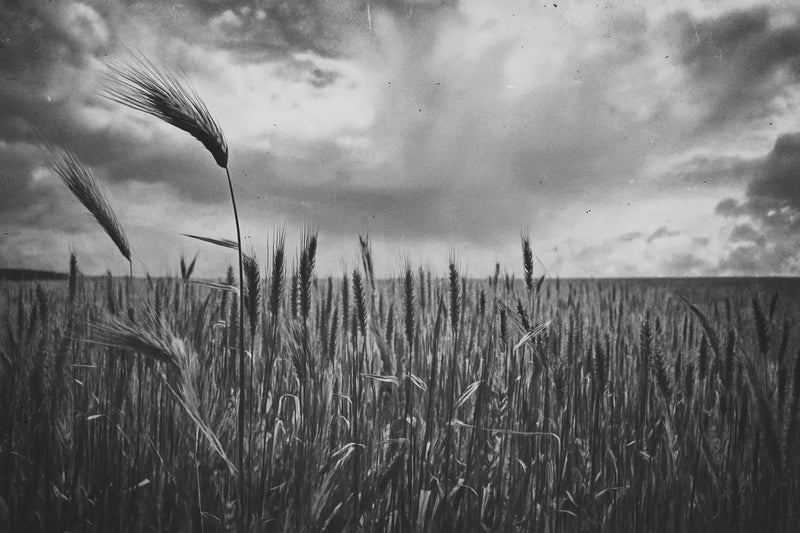 Wheat field photo