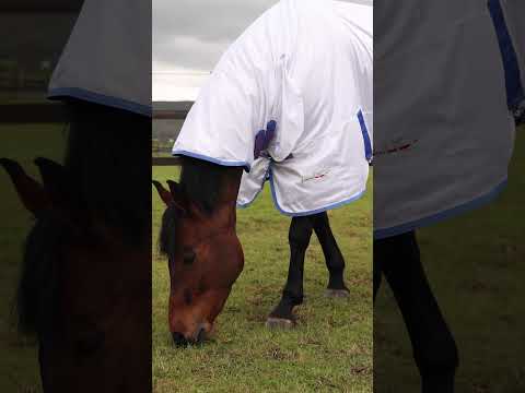 Shires Tempest Original Fly Combo Rug