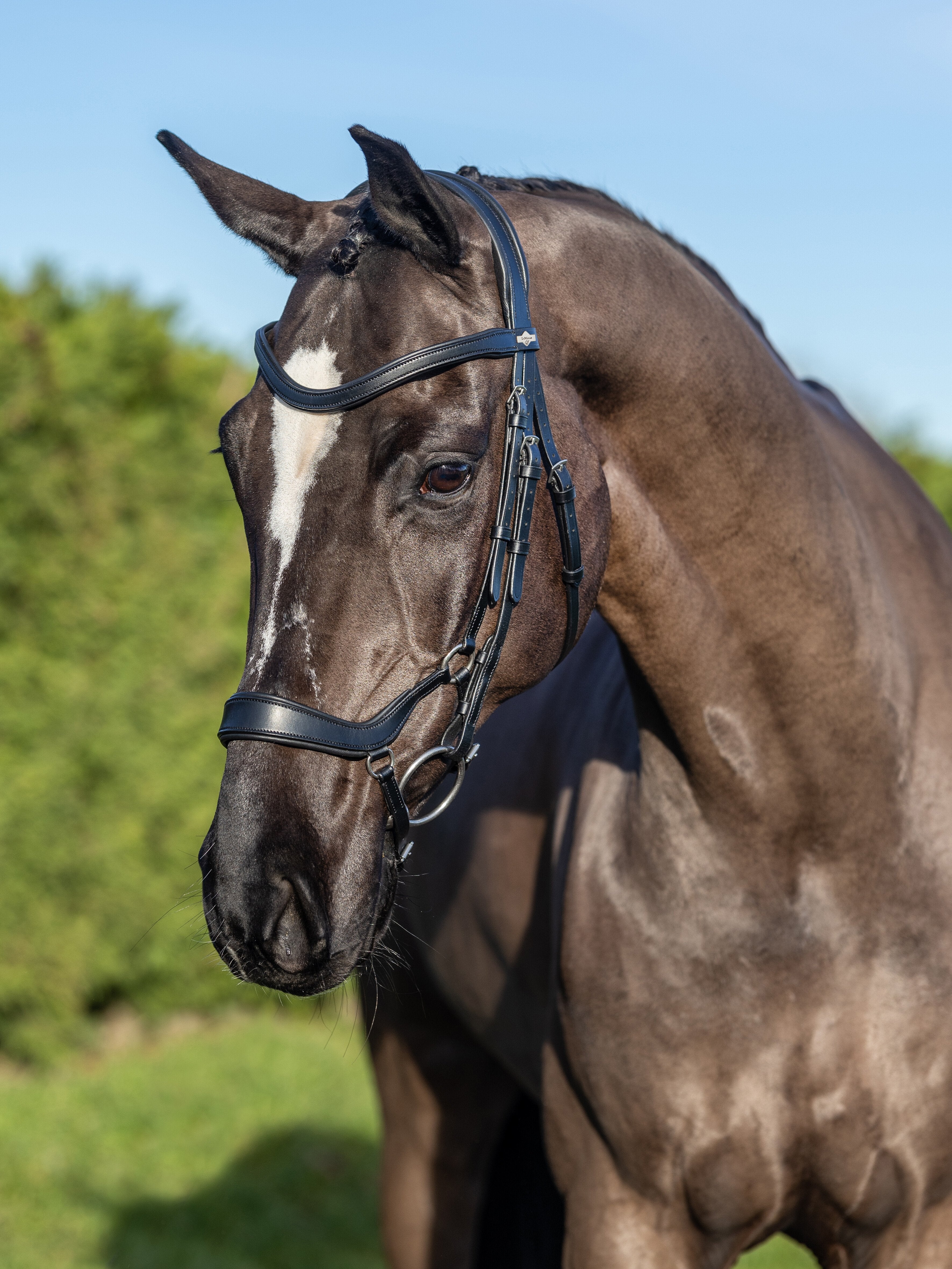 Le Mieux Arika Drop Bridle