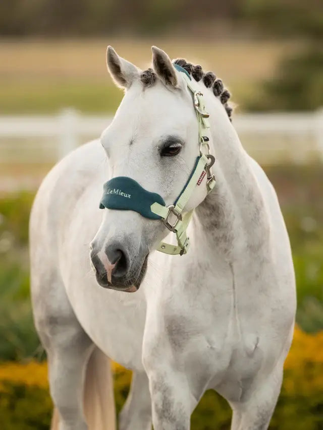 Lemieux Mini Vogue Headcollar & Leadrope