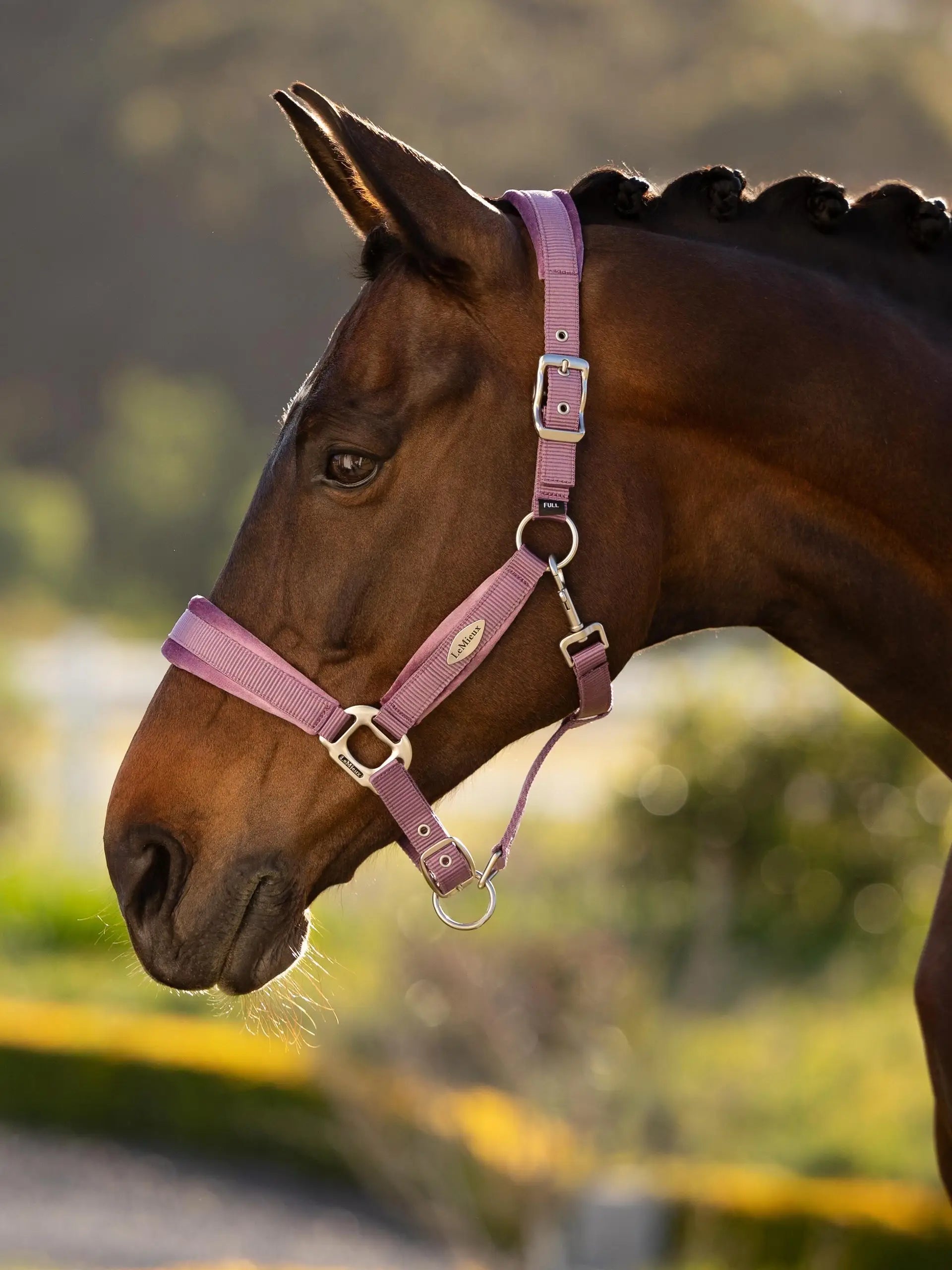 Lemieux Versailles Headcollar