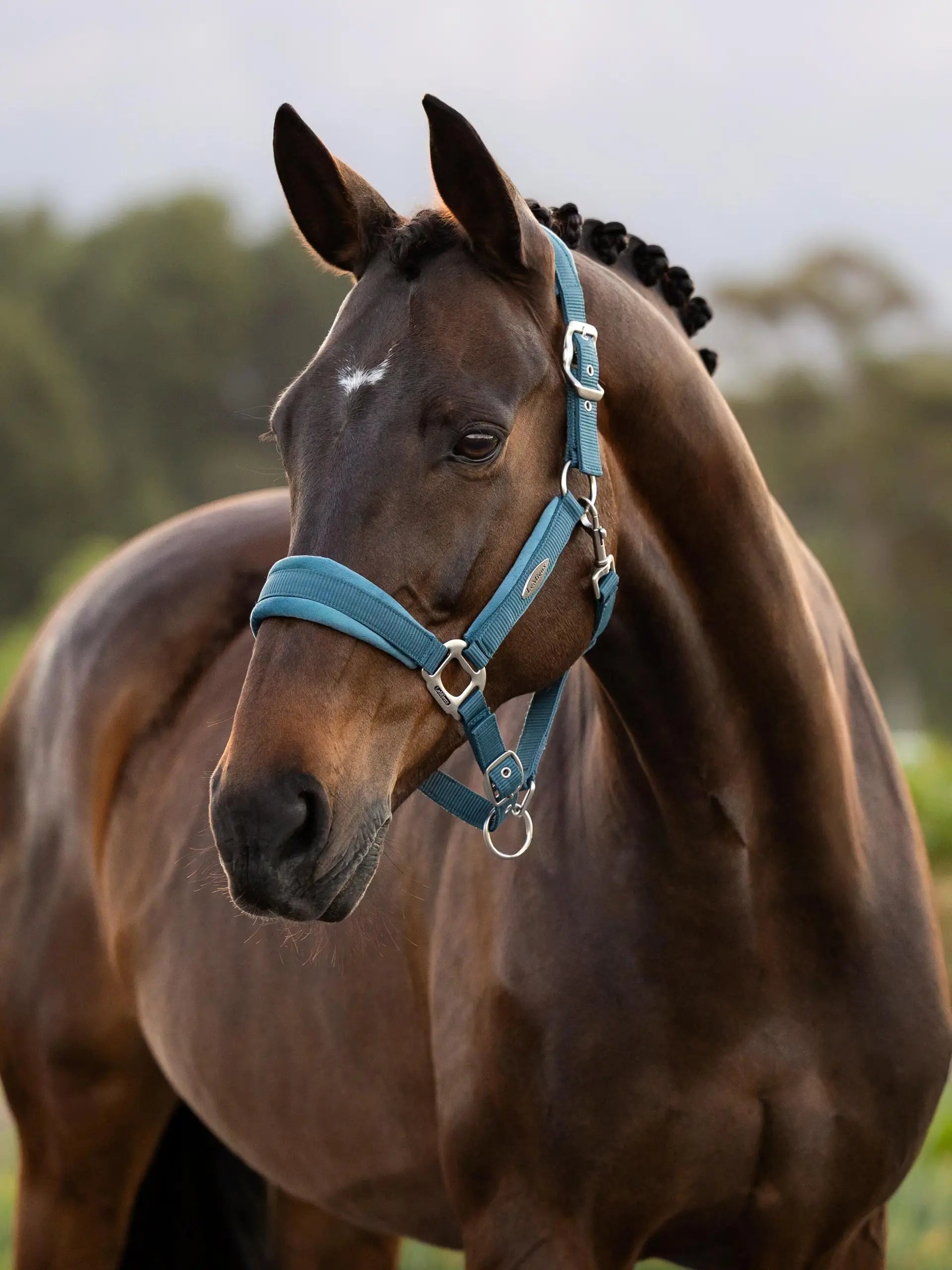 Lemieux Versailles Headcollar