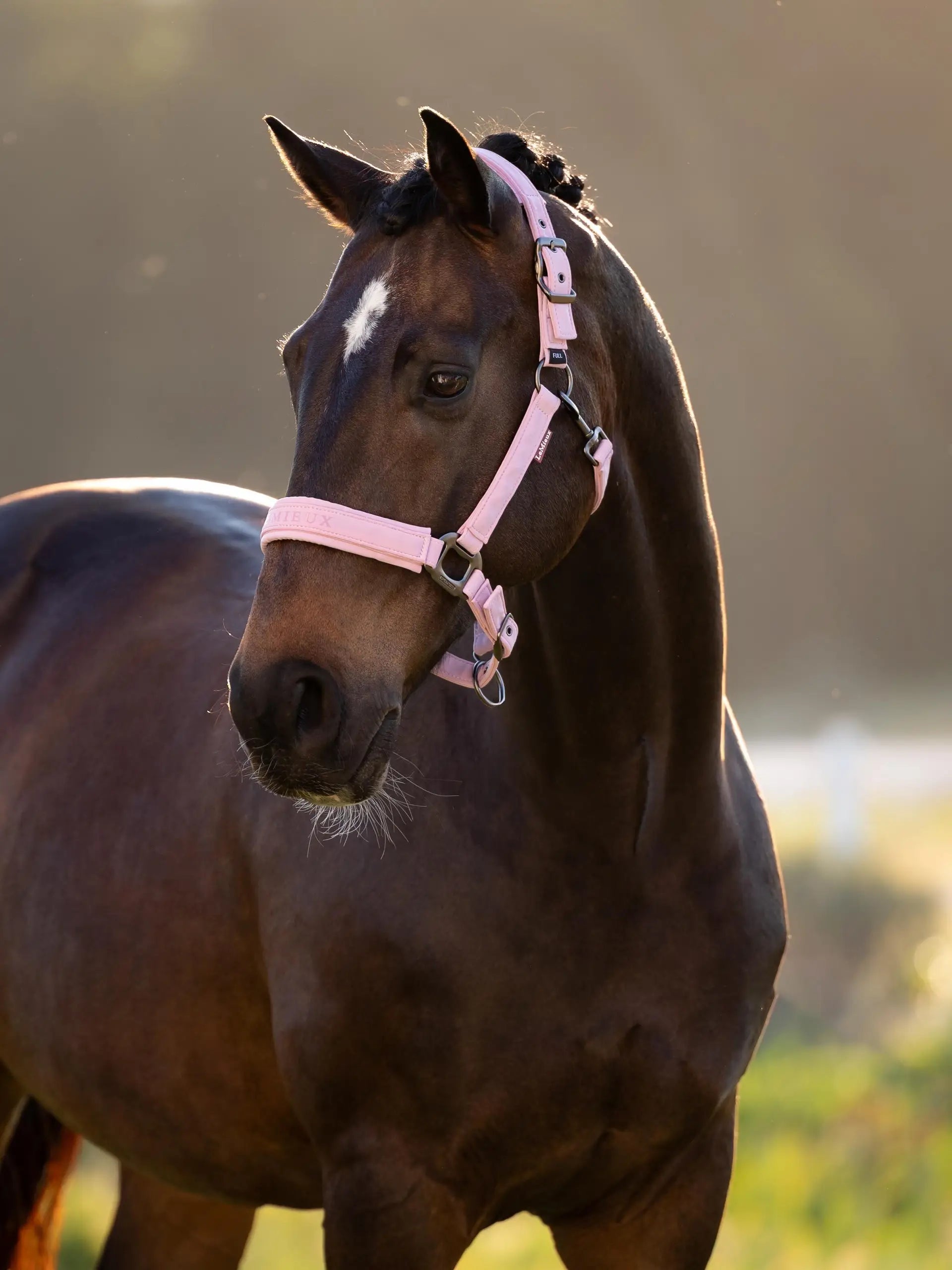 Lemieux Essence Headcollar