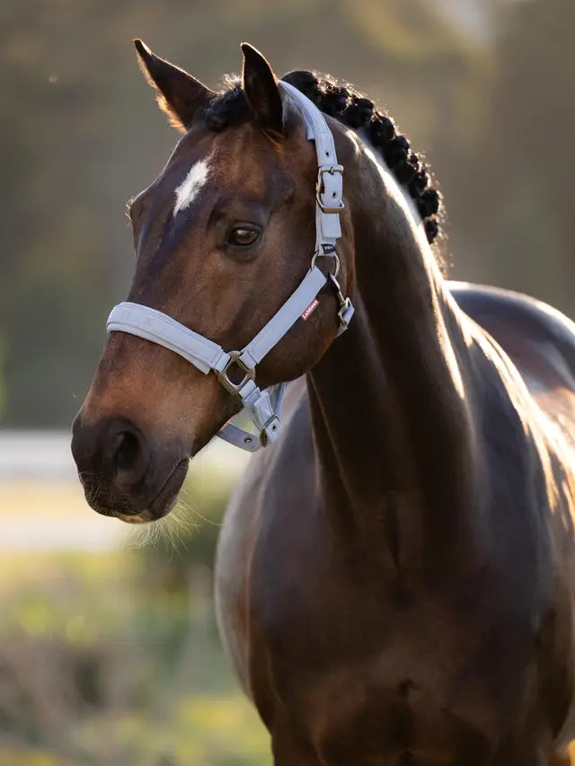 Lemieux Essence Headcollar