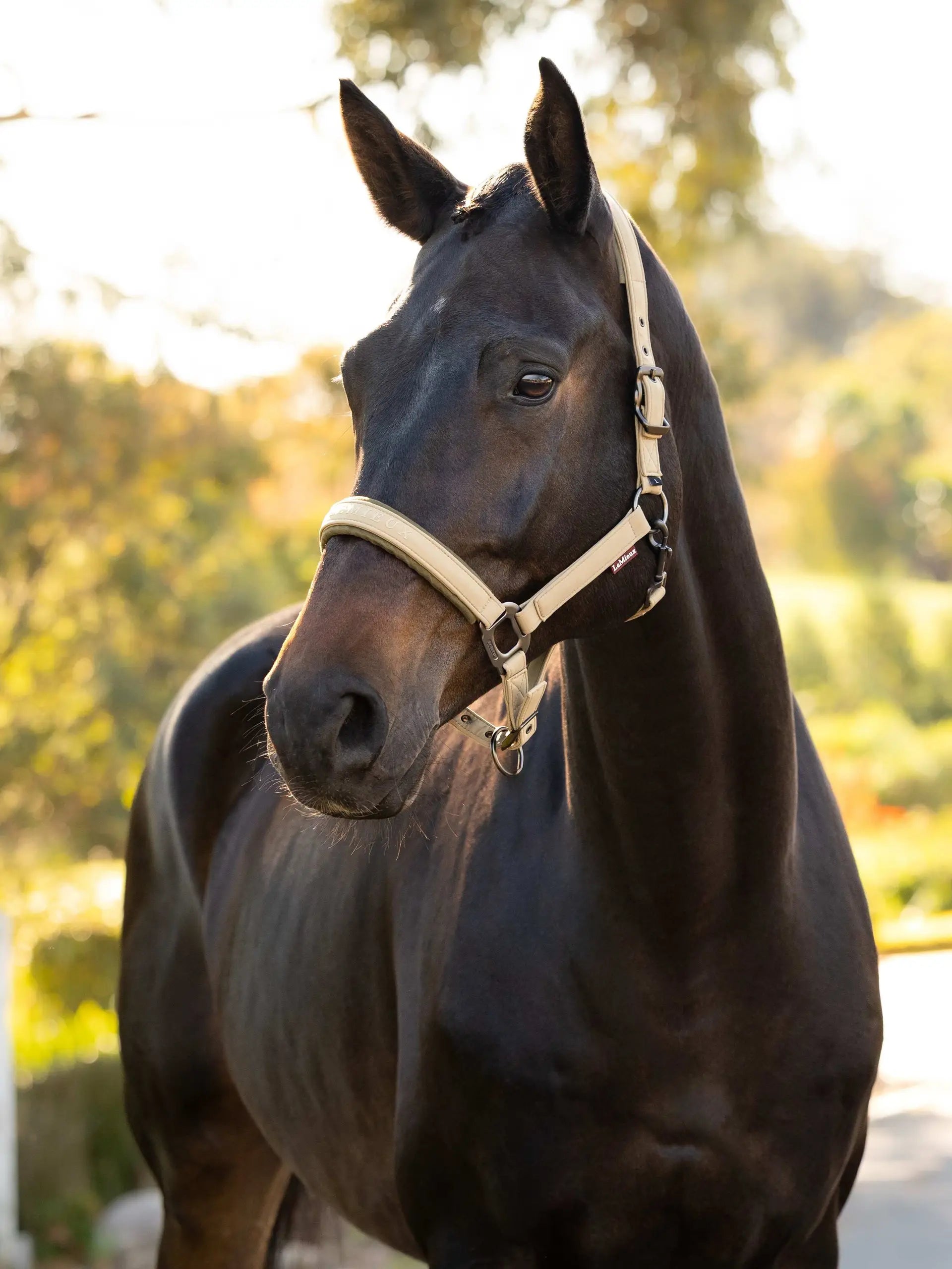 Lemieux Essence Headcollar