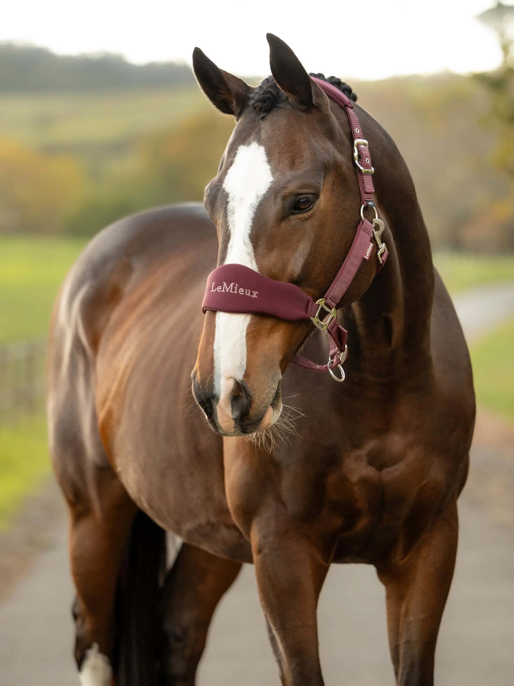Lemieux Breakaway Vogue Headcollar Mini