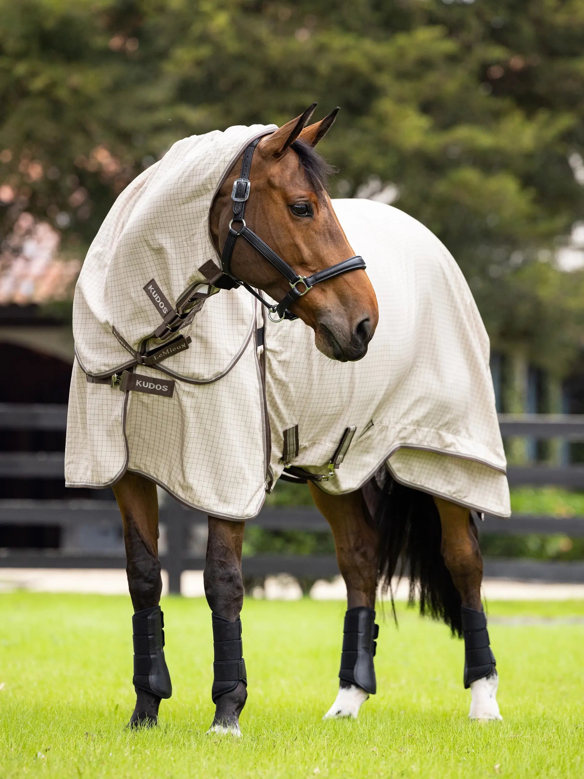 Lemieux Kudos Field Rug