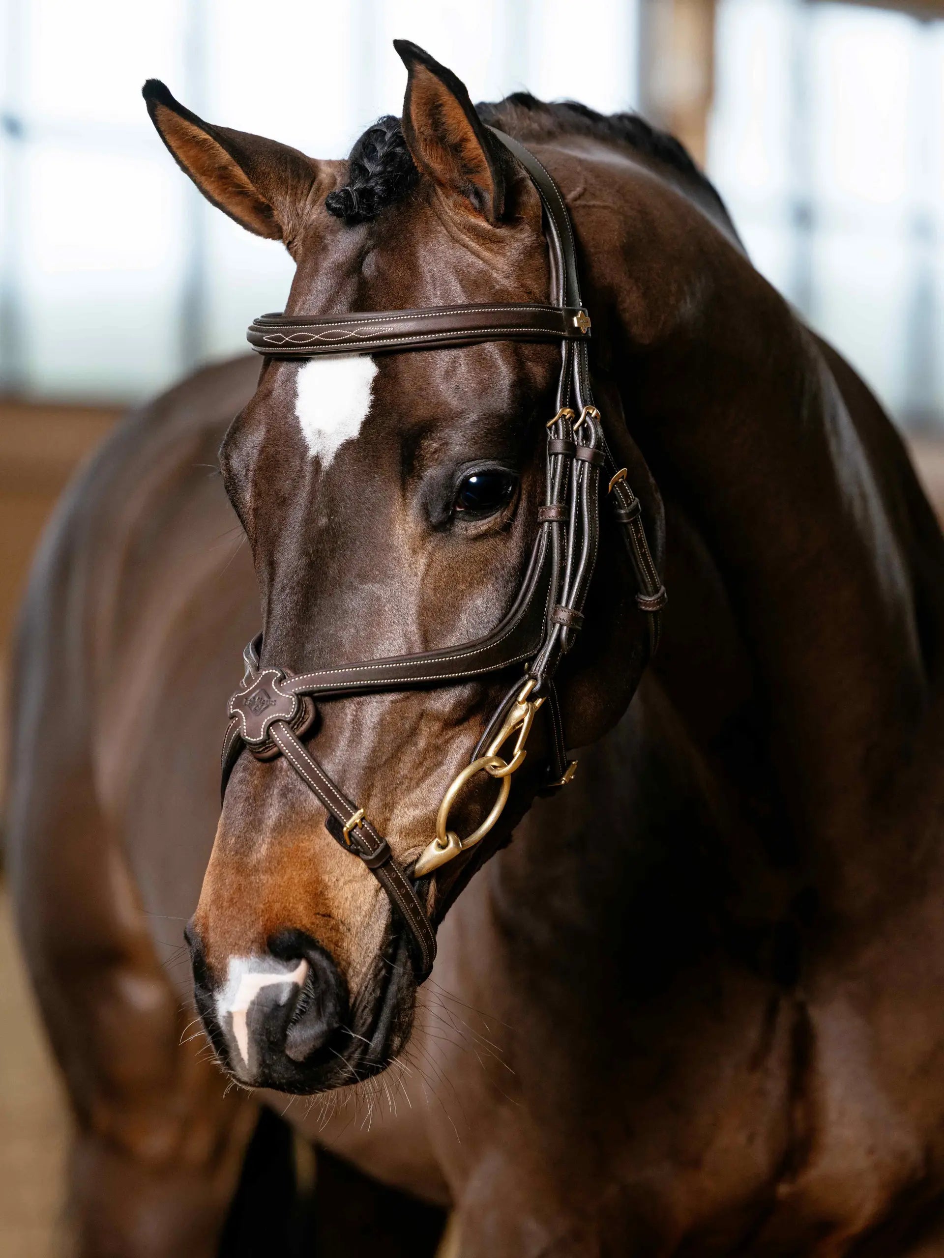 Lemieux Kudos Grackle Work Bridle