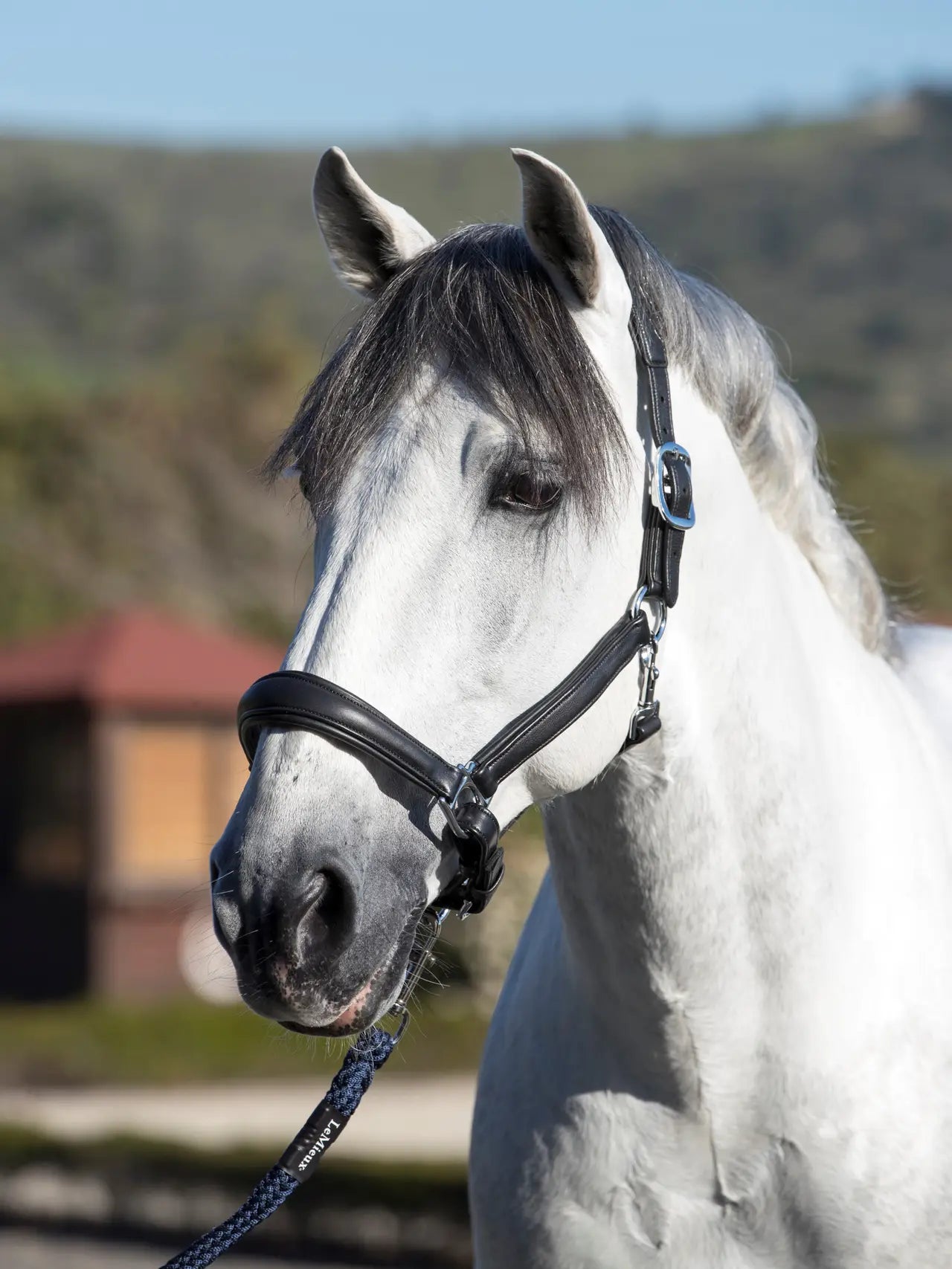Le Mieux Anatomic Leather Headcollar