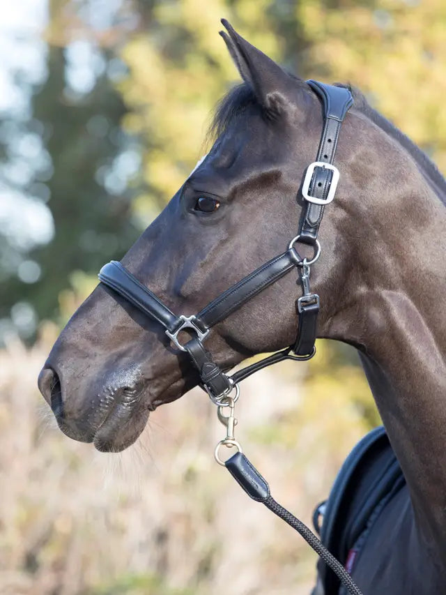 Le Mieux Anatomic Leather Headcollar