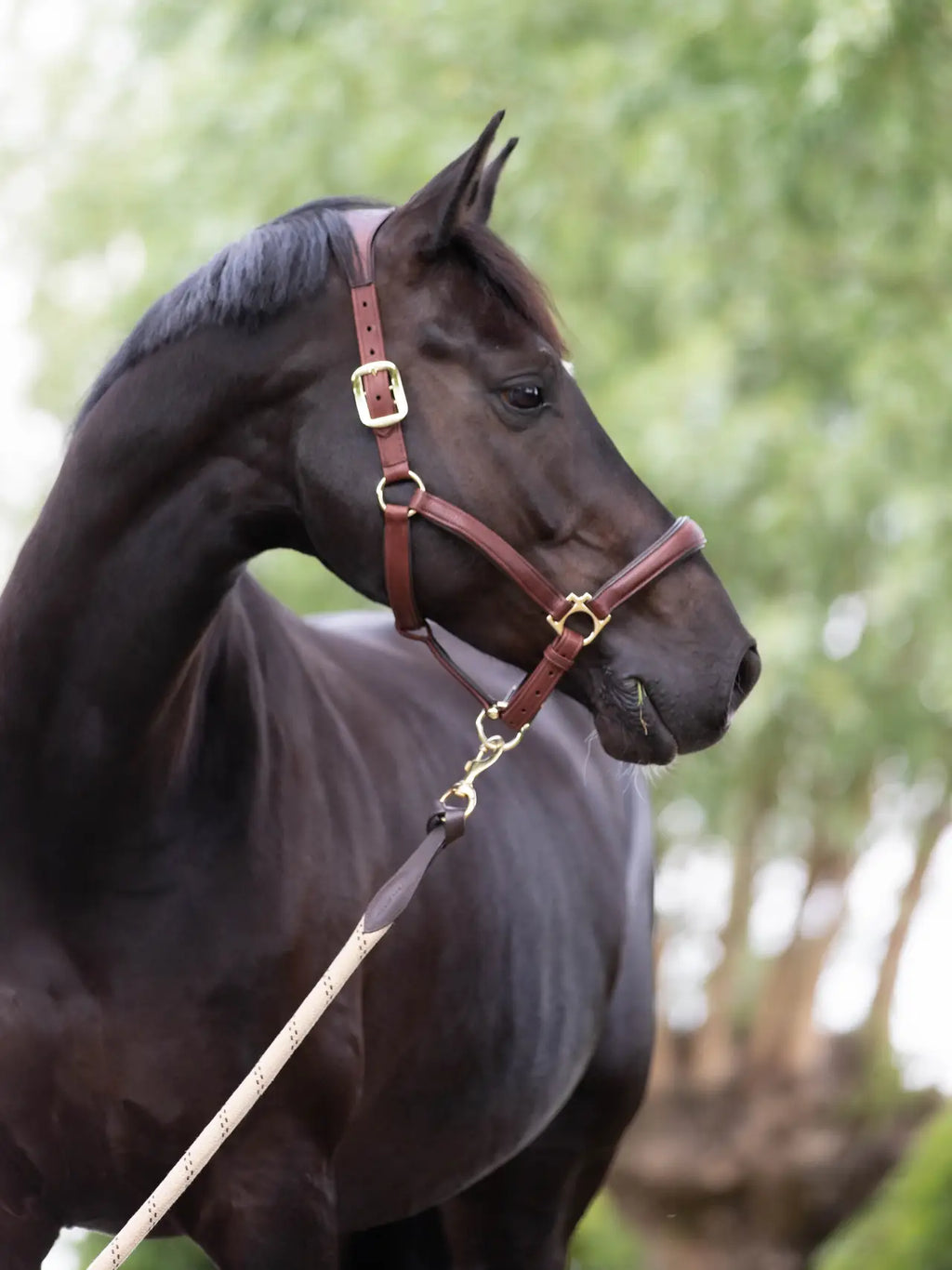 Le Mieux Anatomic Leather Headcollar