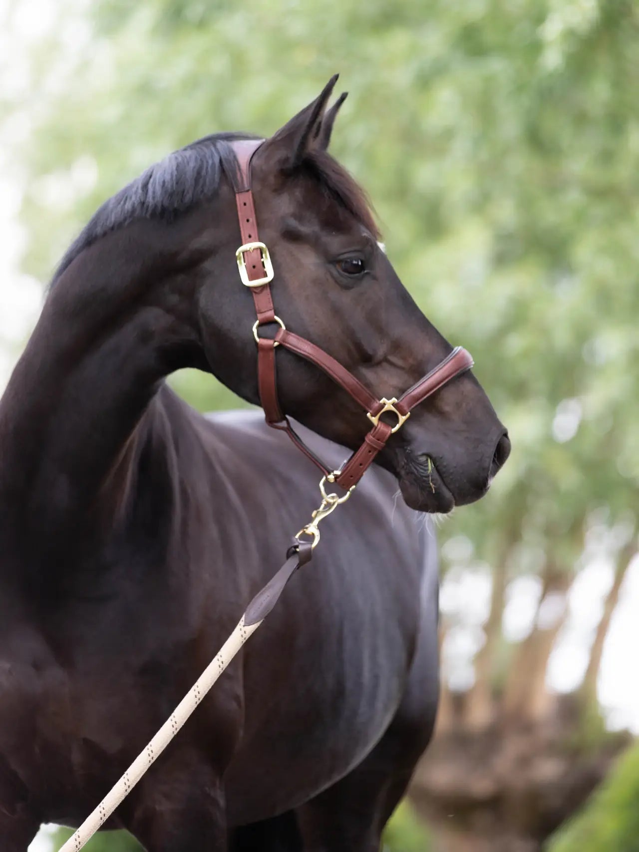 Le Mieux Anatomic Leather Headcollar