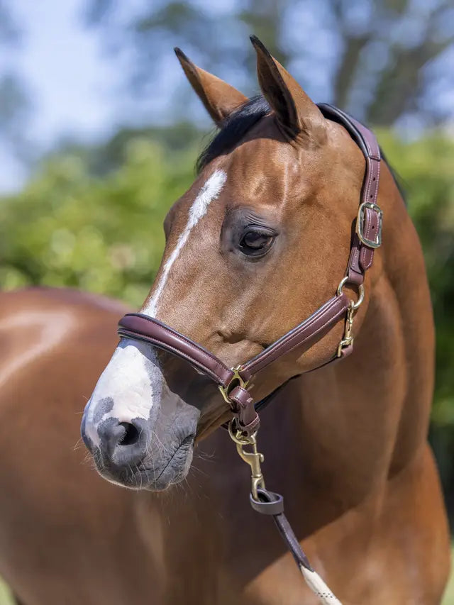 Le Mieux Anatomic Leather Headcollar