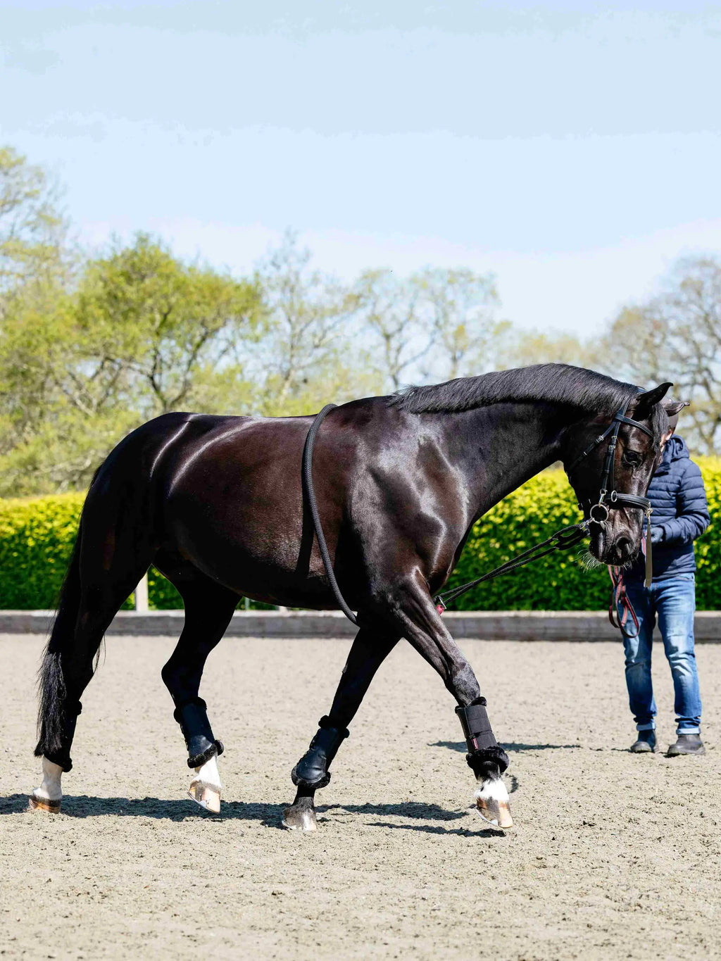 Lemieux Rope Lunging Aid