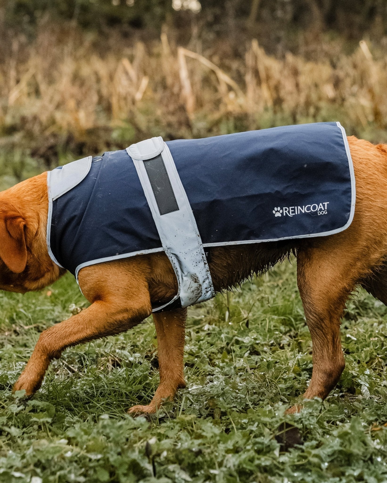 Reincoat Dogcoat