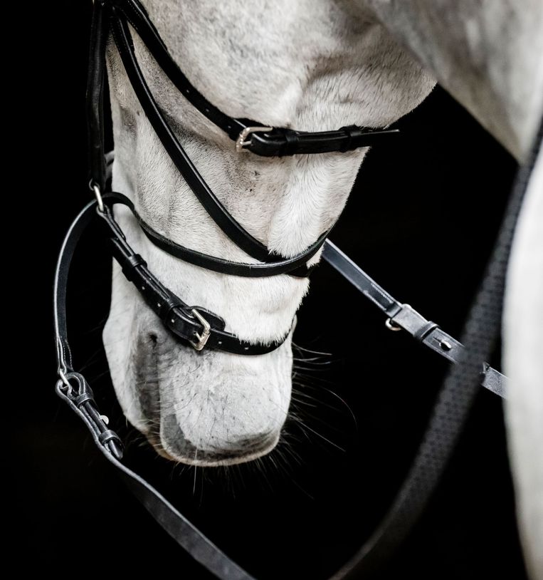 Micklem Bitless Bridle